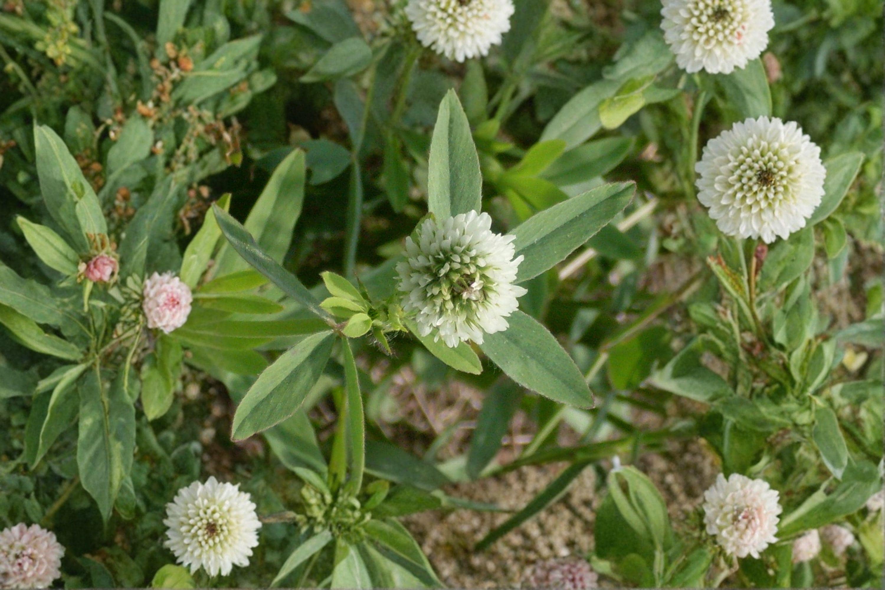 Berseem Clover – Trifolium alexandrinum 100 Seeds | Nitrogen-Fixing Cover Crop | Open-Pollinated