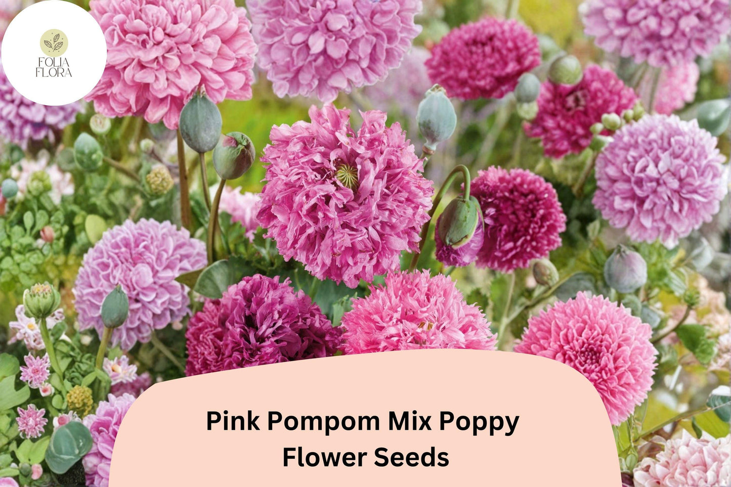 200+ Pink Pompom Mix Poppy Seeds for Garden Planting – Soft Pink, Ruffled Blooms, Easy to Grow Wildflower Perennial