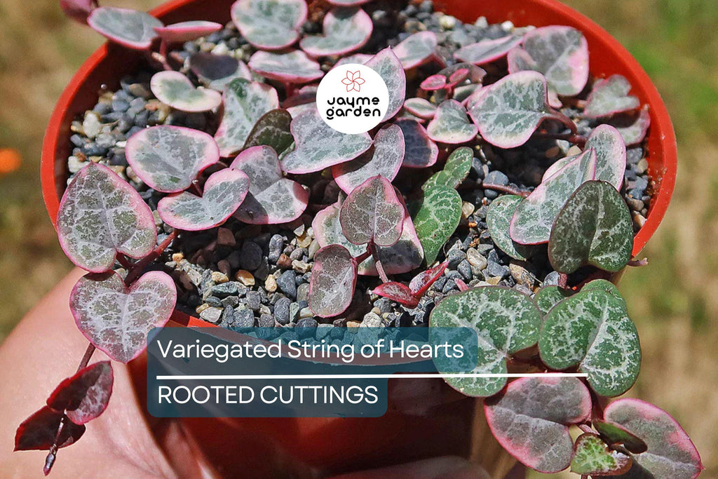 Variegated String of Hearts Cutting - Ceropegia Woodii in Prop Cup, Easy to Grow