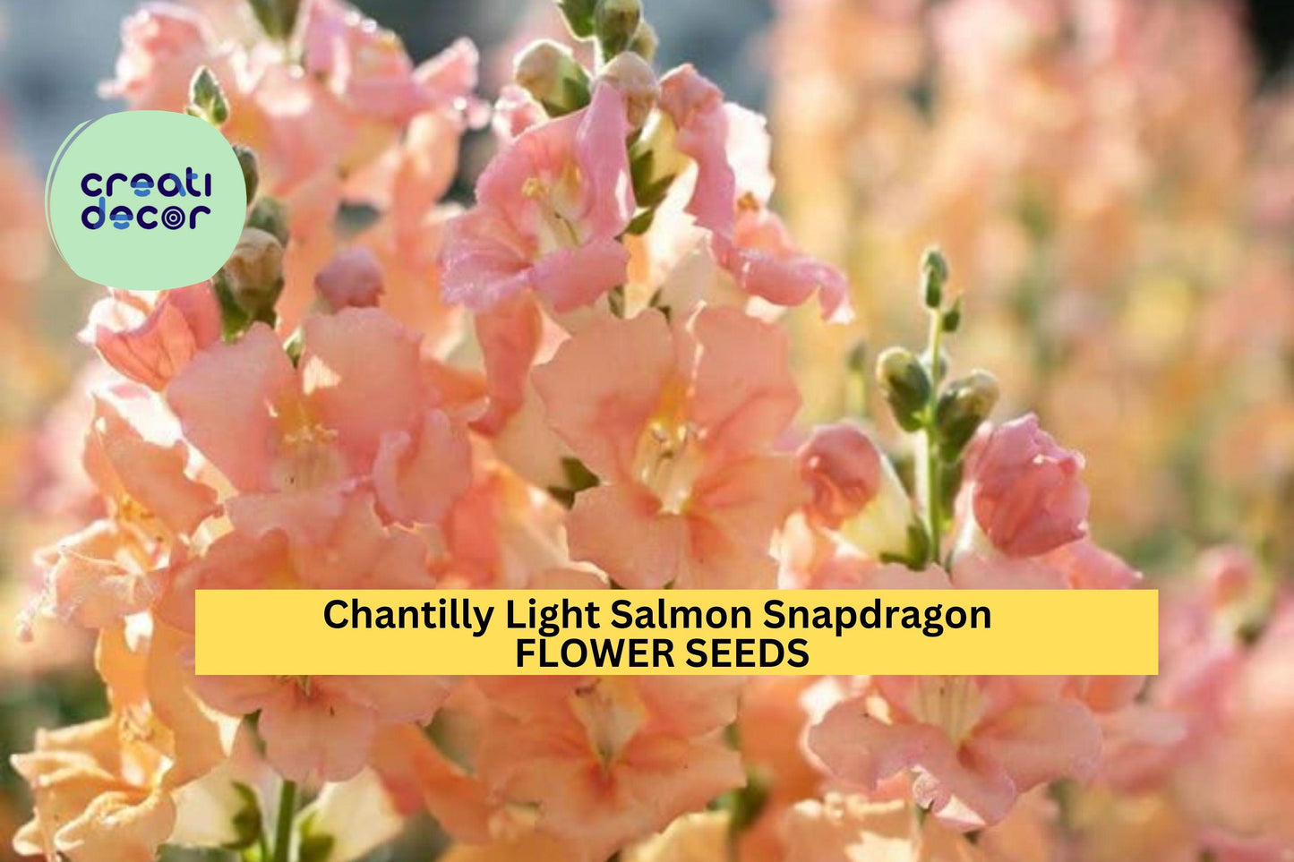 1000+ Chantilly Light Salmon Snapdragon Seeds – Tall Open-Faced Blooms for Garden Planting, Cut Flowers & Borders – USA