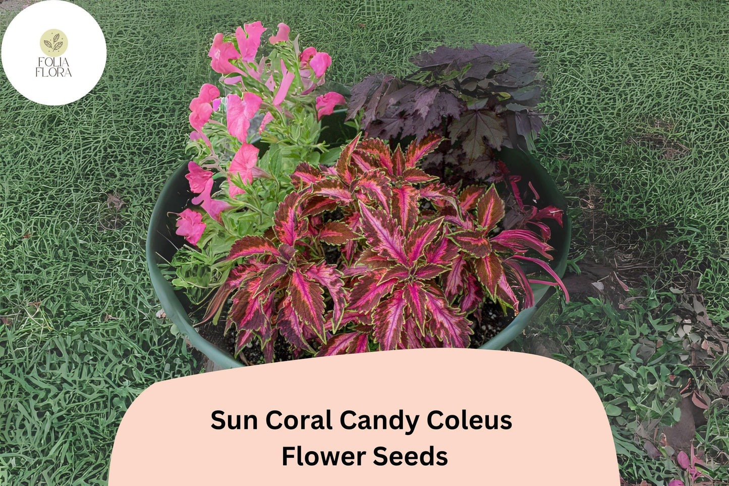 25+ Sun Coral Candy Coleus Seeds for Planting | Premium Shade Plant | Pink Green Foliage Annual | Garden Bedding Seeds