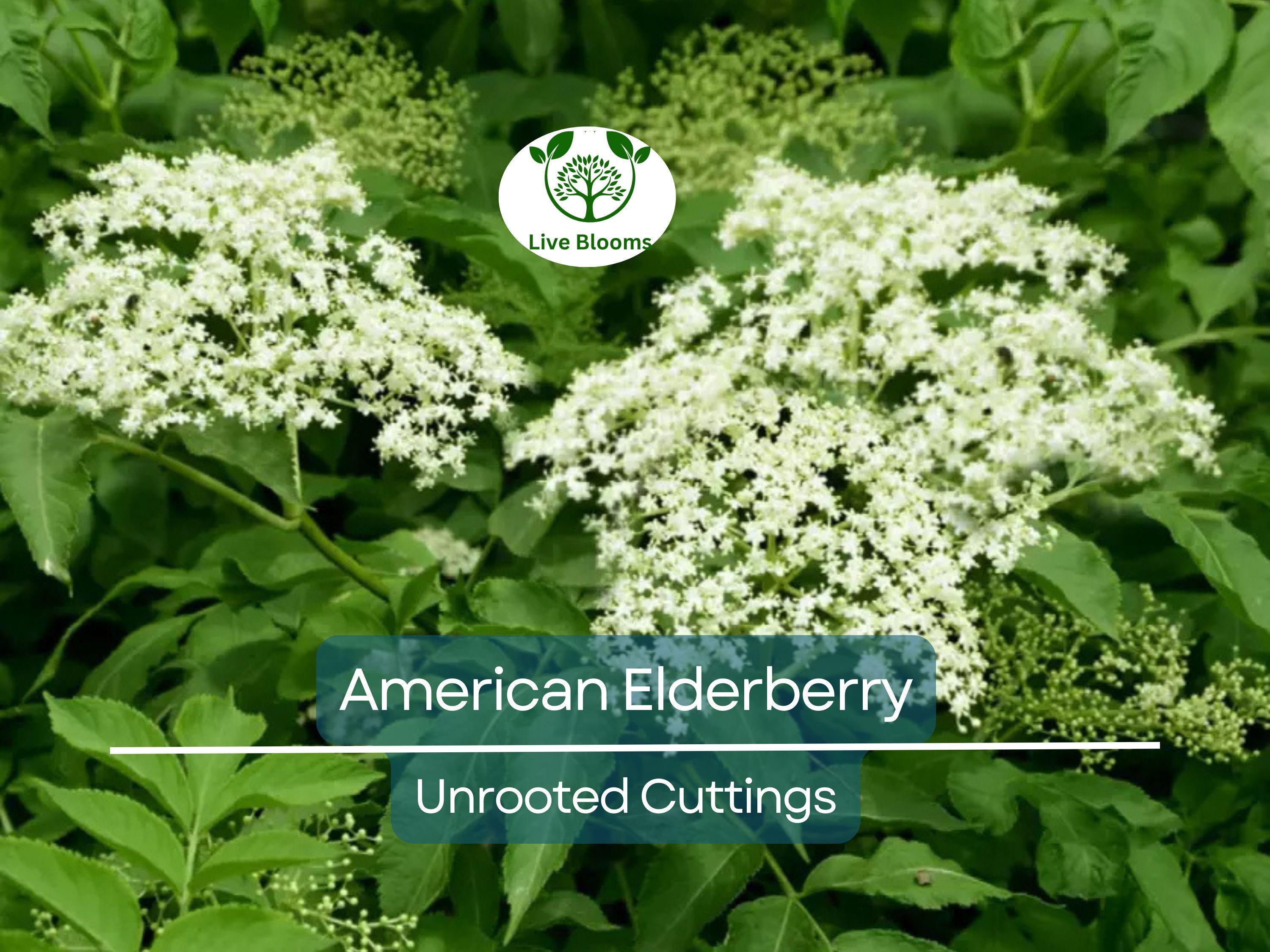 10 American Elderberry Unrooted Cuttings - Sambucus Canadensis - Elderberry Plant for Health, Home Garden Berries