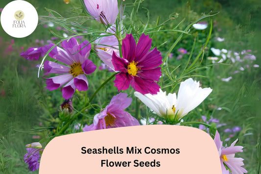 200+ Seashells Mix Cosmos Seeds | Cosmos Bipinnatus Unique Fluted Petals | Annual Garden Flower Seeds for Planting
