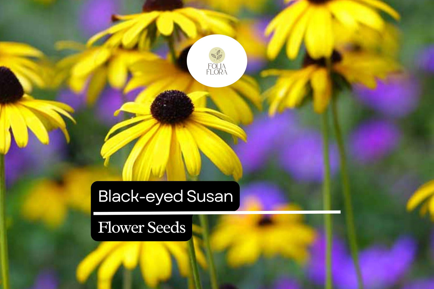 25 Black-eyed Susan Seeds (Rudbeckia hirta) | Bright Yellow Wildflower | Easy-Grow Native Pollinator Plant for Home Gardens
