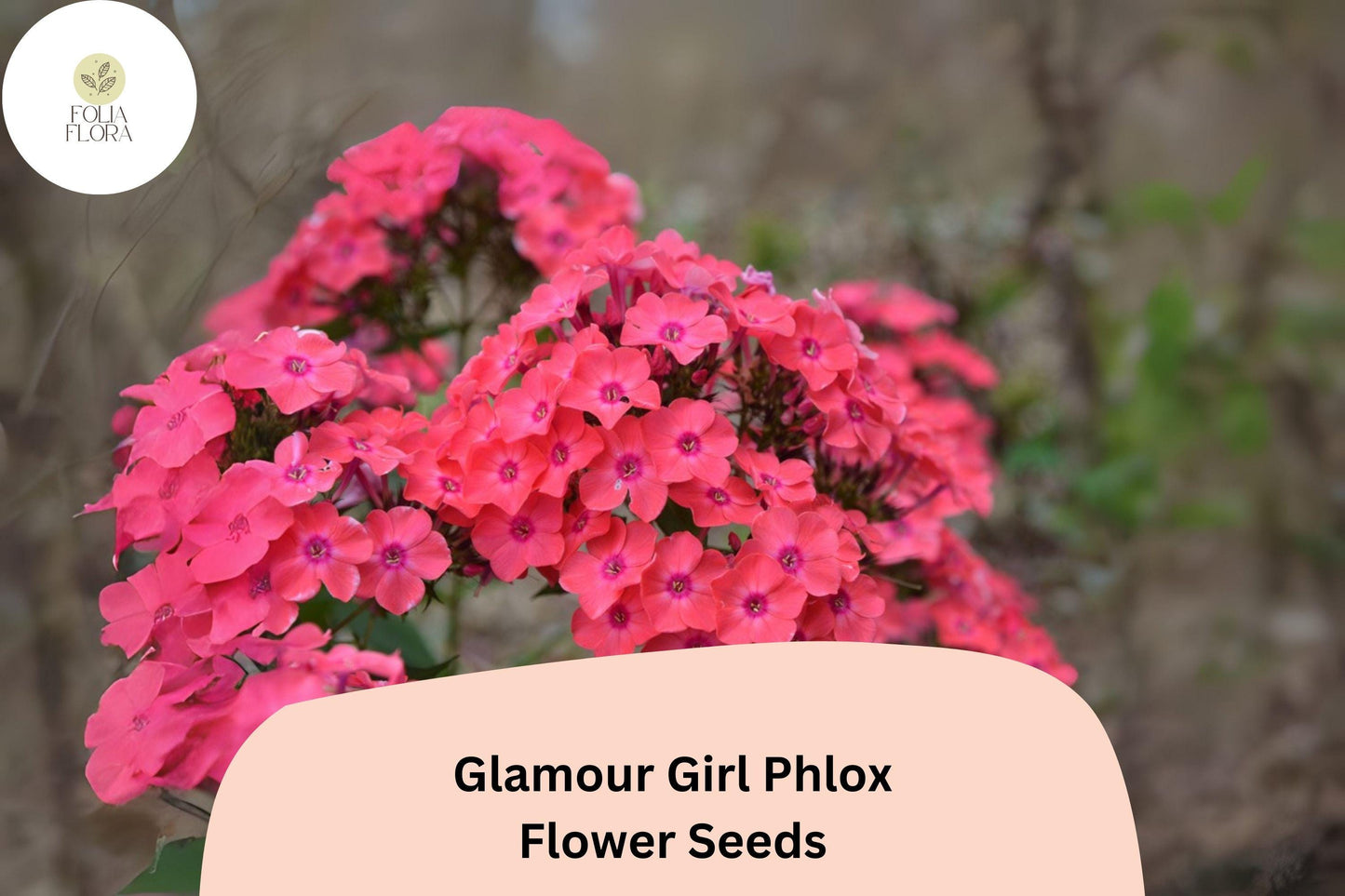 100+ Glamour Girl Phlox Seeds – Tall Perennial Garden Flower Seeds, Phlox paniculata