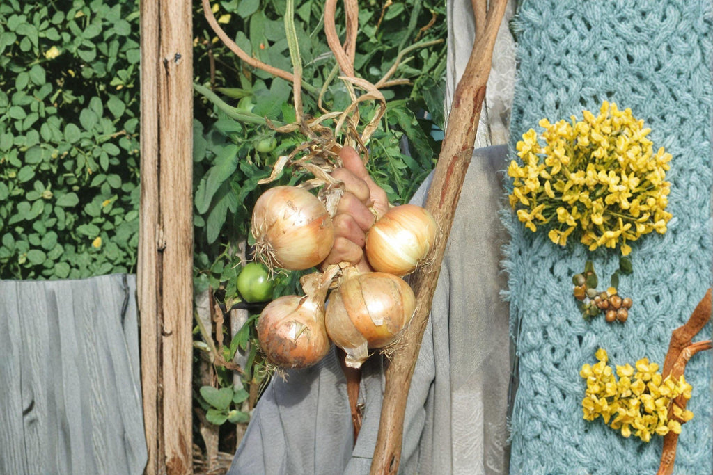 Onion – Burrell’s Yellow Valencia 50 Seeds | Classic Yellow Storage Onion | Firm Bulbs | Excellent Keeper