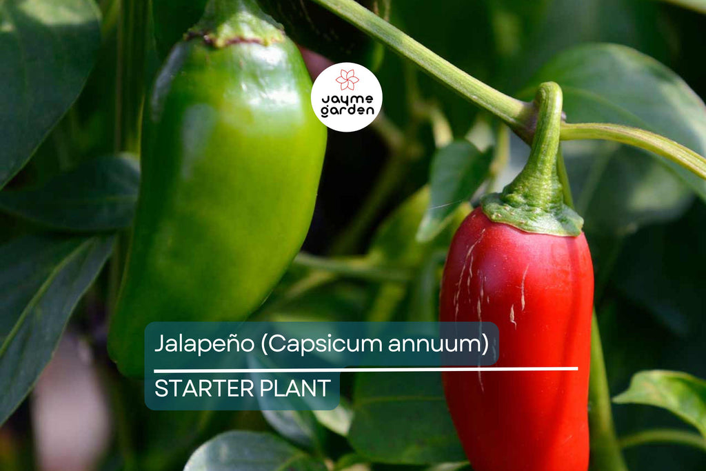 Jalapeño Starter Plant (12"-24") | Mild to Moderate Heat | Perfect for Gardens or Containers | Easy to Grow Pepper Plant