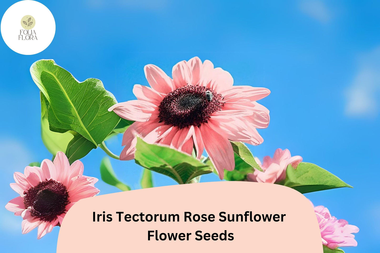 50PCS Iris Tectorum Rose Sunflower Seeds | Rare Ornamental Garden Bloom | Non-GMO | Exotic Iris-Sunflower Hybrid Look