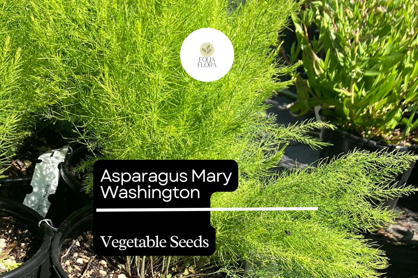 1g Asparagus Mary Washington Seeds Asparagus officinalis | Heirloom Vegetable Long-Lived Perennial for Garden Planting