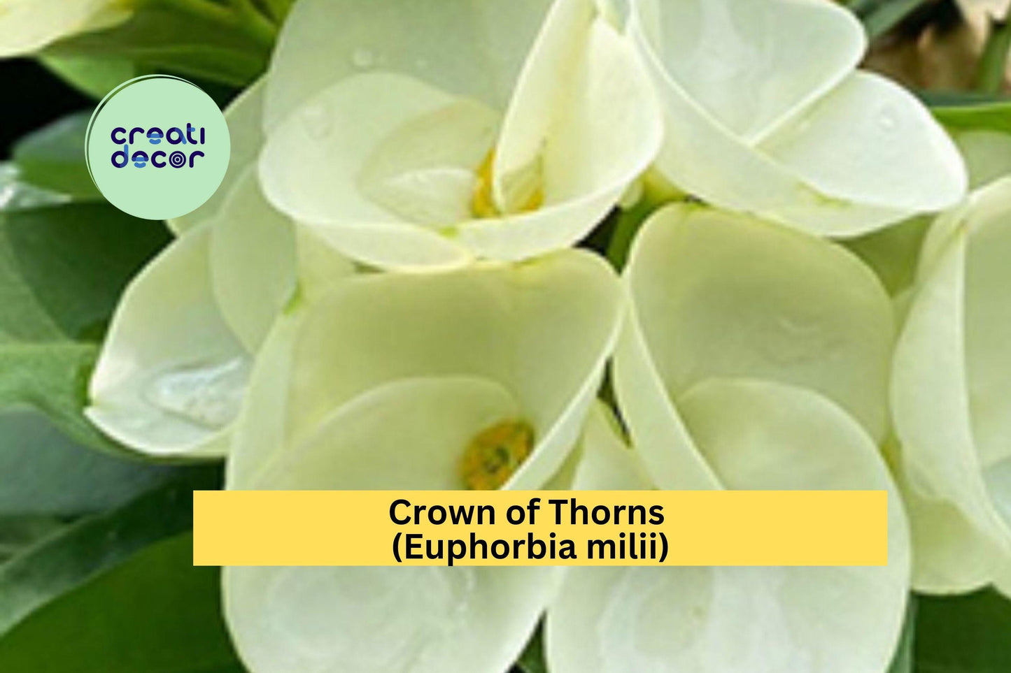 Crown of Thorns Cutting | 1 Unrooted Euphorbia milii Starter | Large White Flower Succulent Cutting for Propagation & Indoor Pots