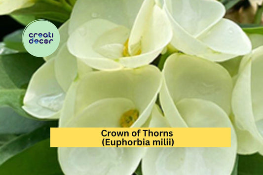Crown of Thorns Cutting | 1 Unrooted Euphorbia milii Starter | Large White Flower Succulent Cutting for Propagation & Indoor Pots