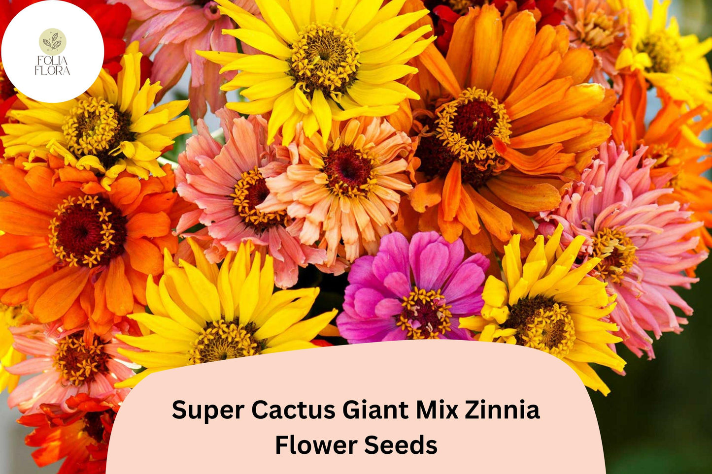 100+ Super Cactus Giant Mix Zinnia Seeds – Large Non-GMO Annual Flowers for Garden Planting & Cut Bouquets