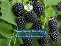 3 ‘Sweetie Pie’ Blackberry Plants – Live Bare Root Non-GMO Rubus Starters – Thornless, Heat-Tolerant, Sweet Fruit Bush