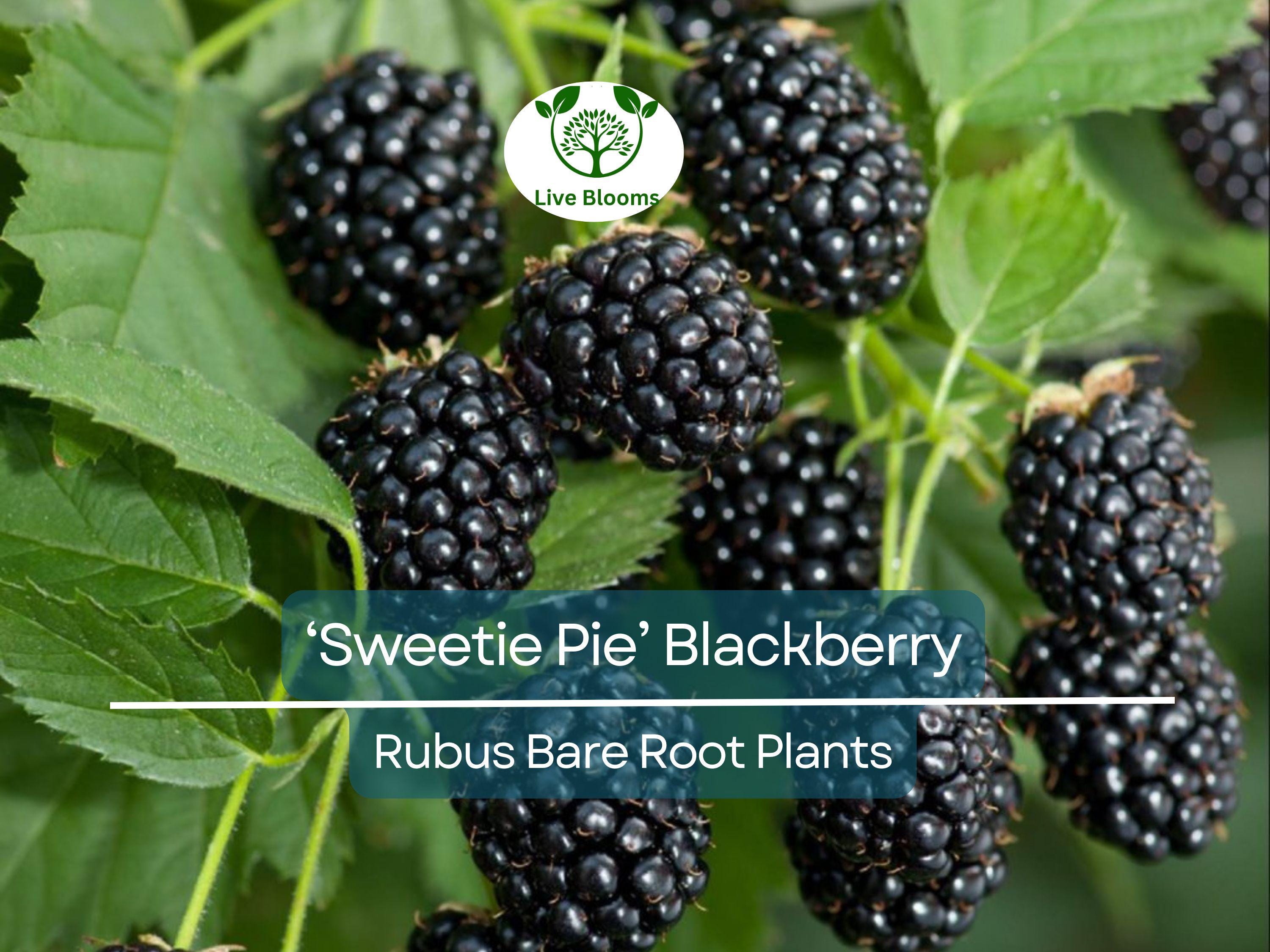 3 ‘Sweetie Pie’ Blackberry Plants – Live Bare Root Non-GMO Rubus Starters – Thornless, Heat-Tolerant, Sweet Fruit Bush