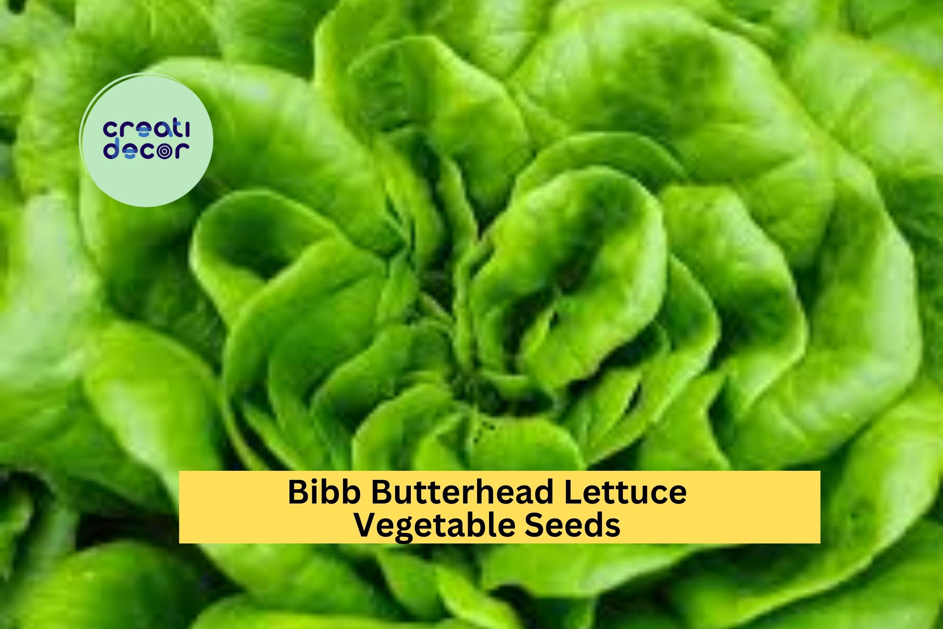 3pcs of 1g Bibb Butterhead Lettuce Seeds – Tender, Sweet Heirloom Variety Ideal for Raised Beds, Gardens & Containers Seeds for Planting