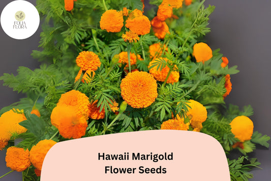 25+ Hawaii Marigold Seeds | Tagetes erecta | Tall African Marigold | Large Yellow-Orange Blooms for Garden Planting