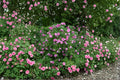 Rosa palustris/Swamp Rose – 30 Seeds | Native Wetland Rose | Fragrant Pink Blooms | Wildlife & Pollinator Plant