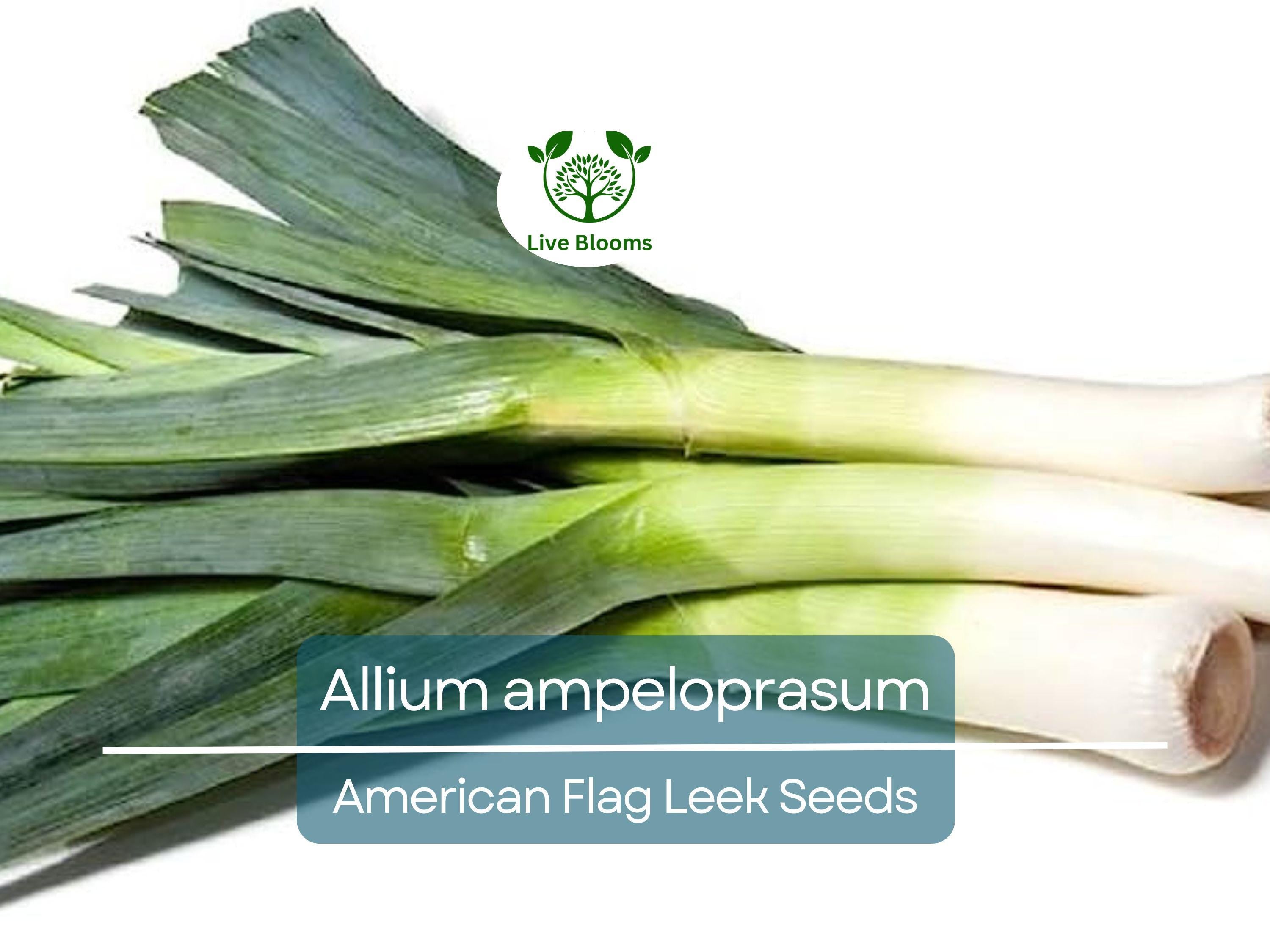 150 Seeds American Flag Leek - Allium ampeloprasum, Heirloom Leek Variety, Non-GMO, Easy to Grow, Hardy, Great for Gardeners & Cooks