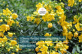 10 Golden Shower Tree (Cassia fistula) Seeds – 30-40' Tall, Weeping Yellow Flowers, Fast Growing