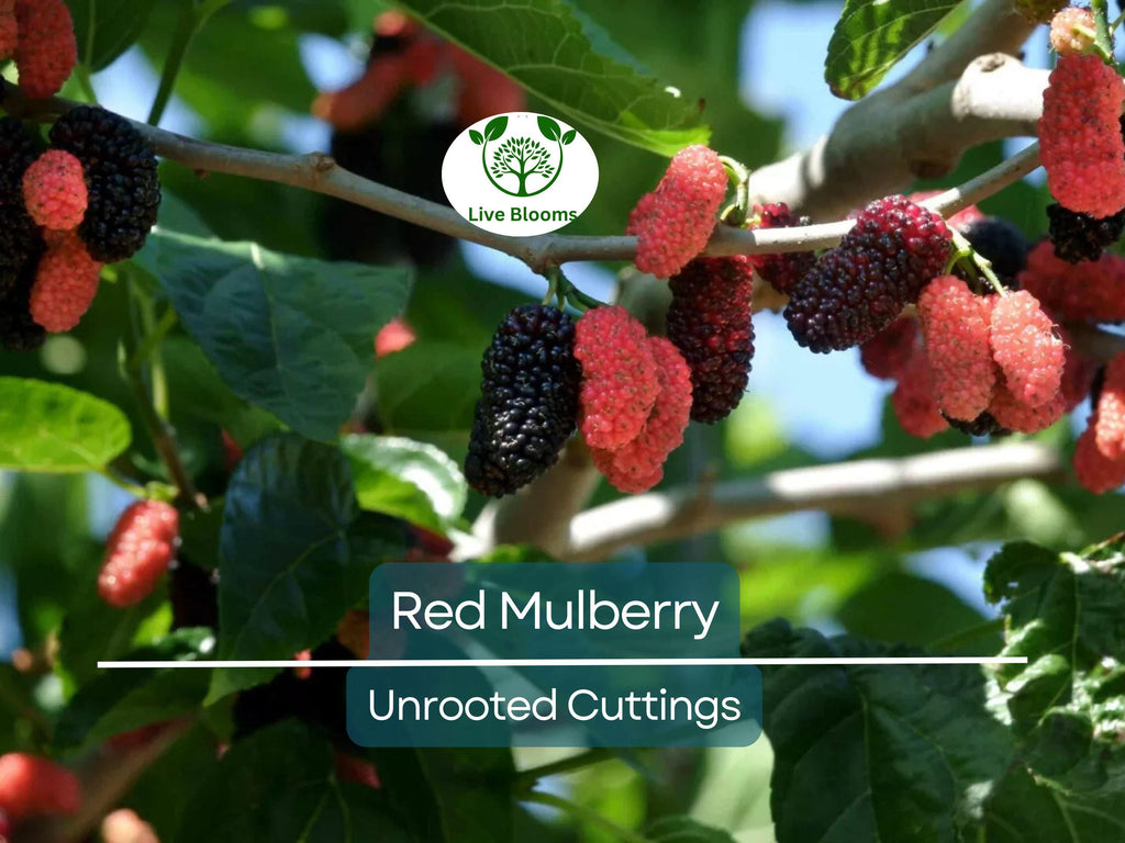 12 Red Mulberry Tree Unrooted Cuttings 6-8" | Morus rubra, Fruit Tree for Garden, Fast-Growing Mulberry