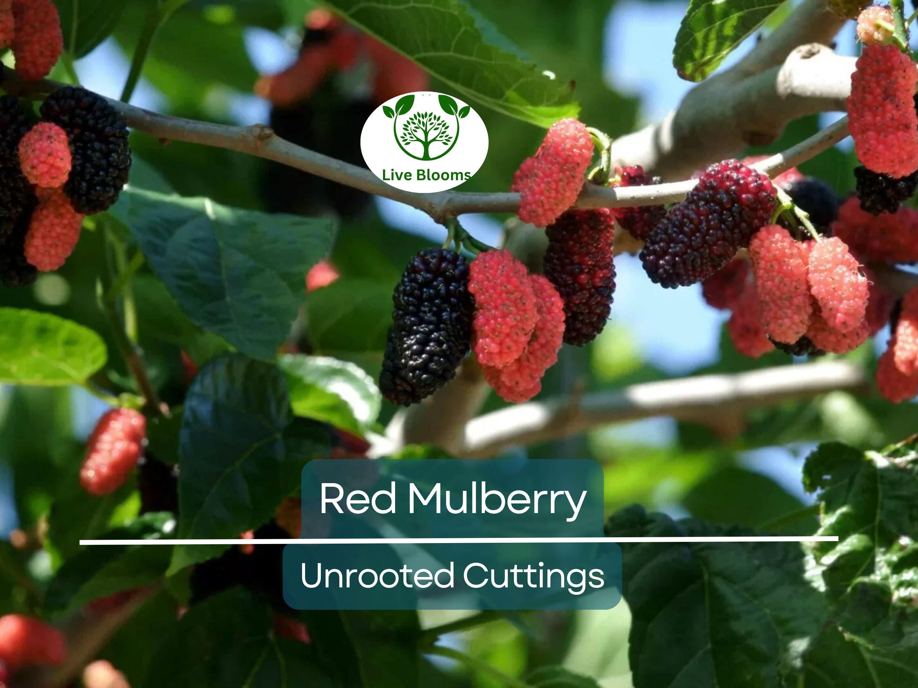 12 Red Mulberry Tree Unrooted Cuttings 6-8" | Morus rubra, Fruit Tree for Garden, Fast-Growing Mulberry