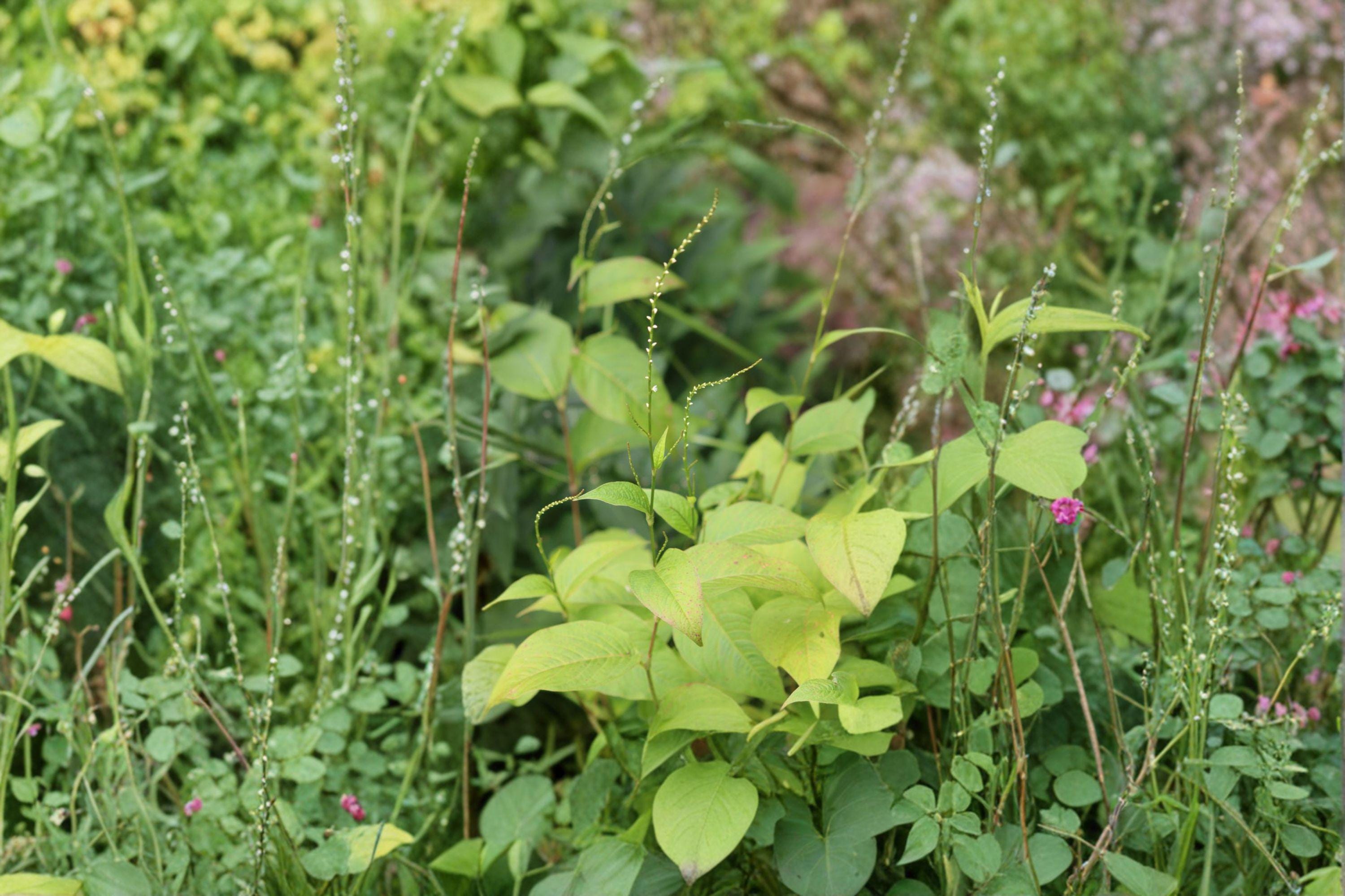 Virginia Knotweed – Persicaria virginiana (Syn. Polygonum virginianum), Native Woodland Perennial (15 Seeds)
