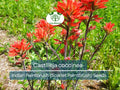300 Seeds Castilleja coccinea Indian Paintbrush (Scarlet Paintbrush) – Wildflower for Planting, Vibrant Red Flowers, Native American Garden