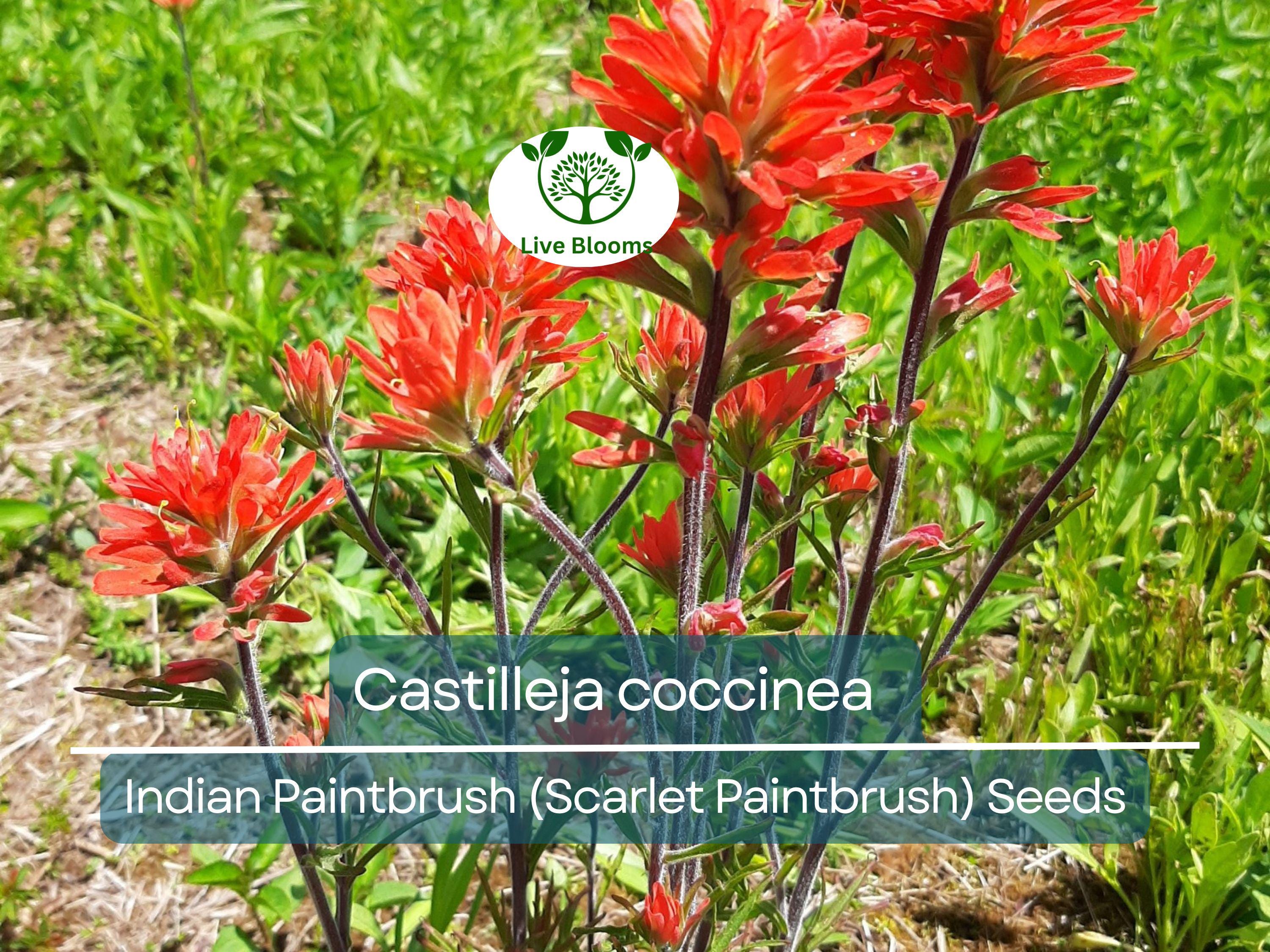 300 Seeds Castilleja coccinea Indian Paintbrush (Scarlet Paintbrush) – Wildflower for Planting, Vibrant Red Flowers, Native American Garden