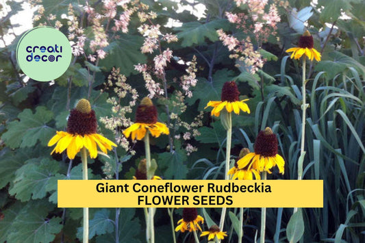 200+ Giant Coneflower Rudbeckia Seeds – Tall Yellow Blooms for Garden Planting, Pollinator-Friendly Native Perennial – USA