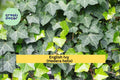 English Ivy Live Cuttings – 6-Pack Hedera helix, Some with Roots, Organic Vine Plants for Hanging Pots or Ground Cover, Hardy Zones 5–10