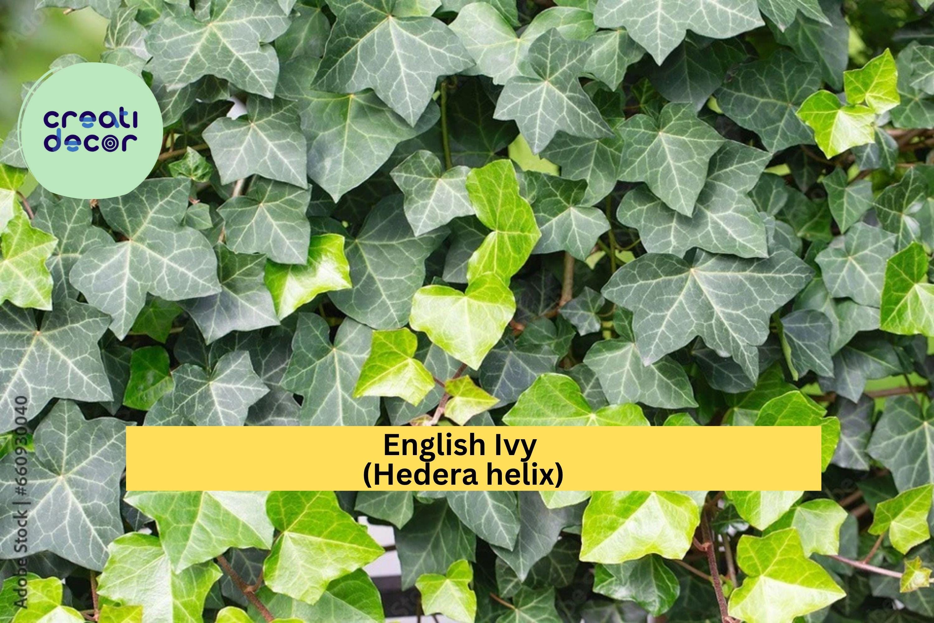 English Ivy Live Cuttings – 6-Pack Hedera helix, Some with Roots, Organic Vine Plants for Hanging Pots or Ground Cover, Hardy Zones 5–10