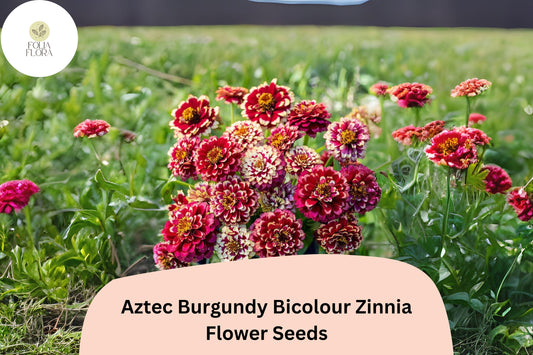 100+ Aztec Burgundy Bicolor Zinnia Seeds – Bold Red & Yellow Blooms for Garden Beds, Borders and Pots