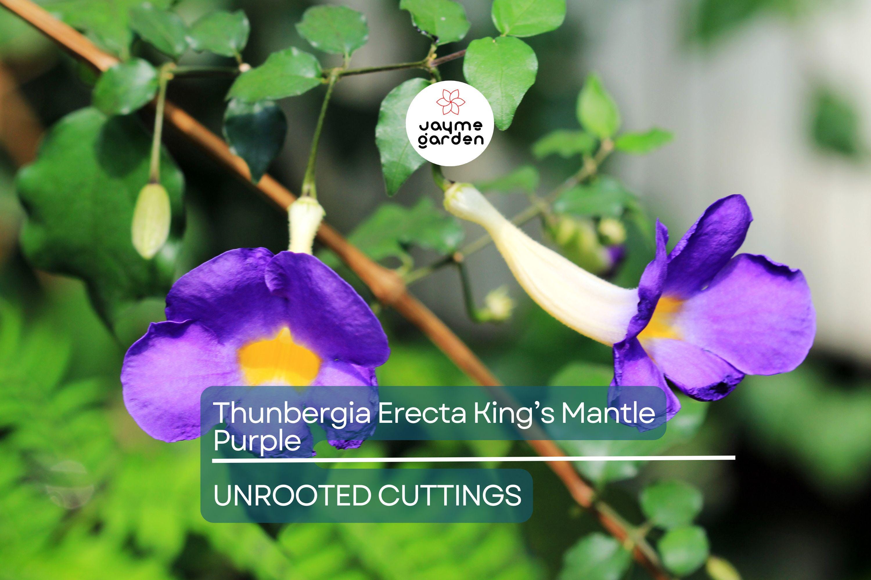 Thunbergia Erecta King’s Mantle Cuttings - 7 Purple Flowering Shrubs, Fast-Growing, Perennial, USDA Zones 9-11
