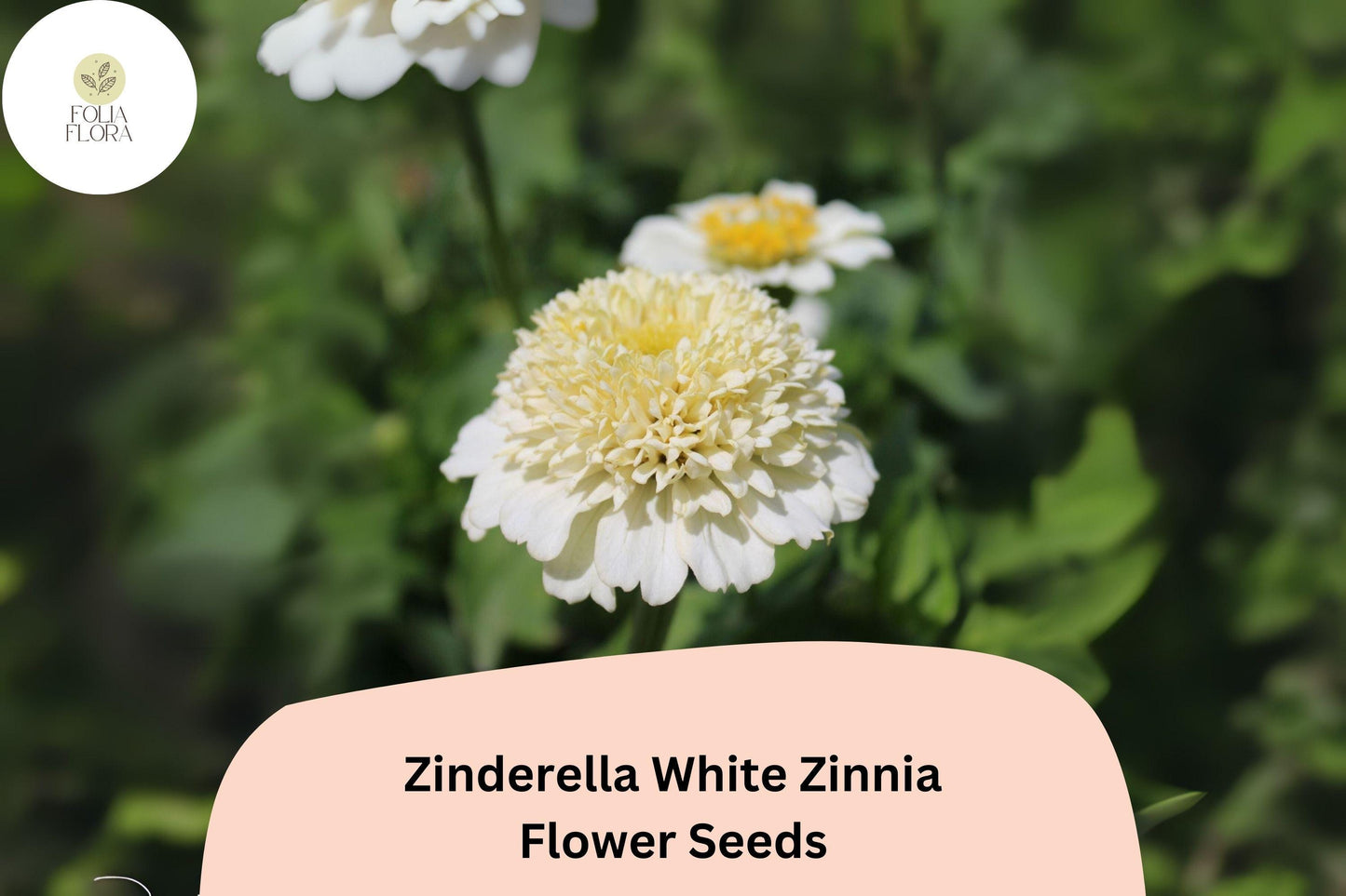 100+ Zinderella White Zinnia Seeds – Unique Double Bloom Non-GMO Annual Flowers for Garden Planting & Bouquets