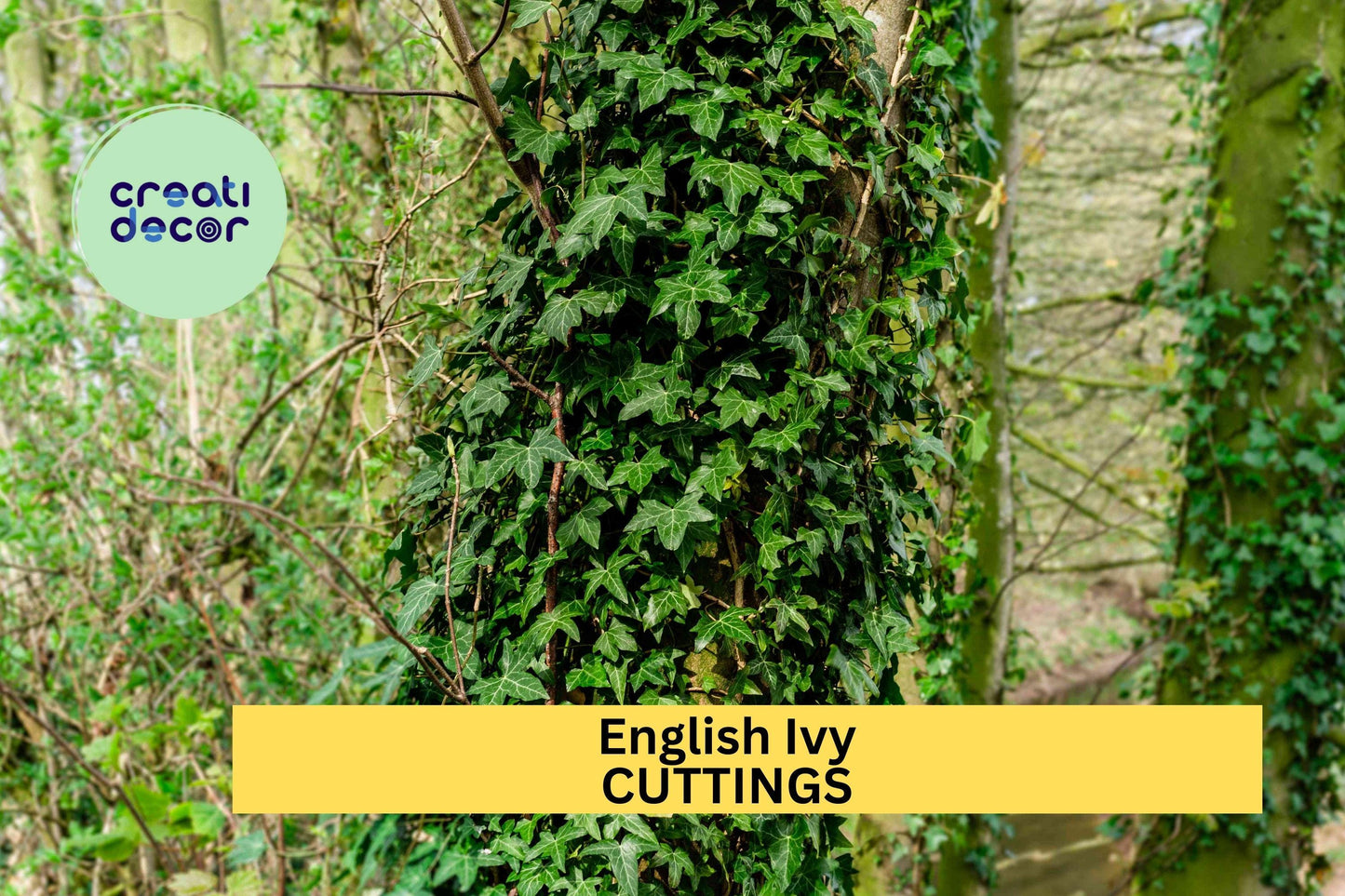 15 English Ivy Cuttings | Hedera Helix Cold Hardy Vine | South Carolina Grown | Unrooted Starter for Ground Cover or Garden Trellis