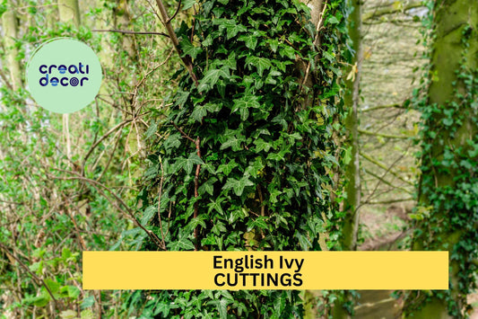 15 English Ivy Cuttings | Hedera Helix Cold Hardy Vine | South Carolina Grown | Unrooted Starter for Ground Cover or Garden Trellis