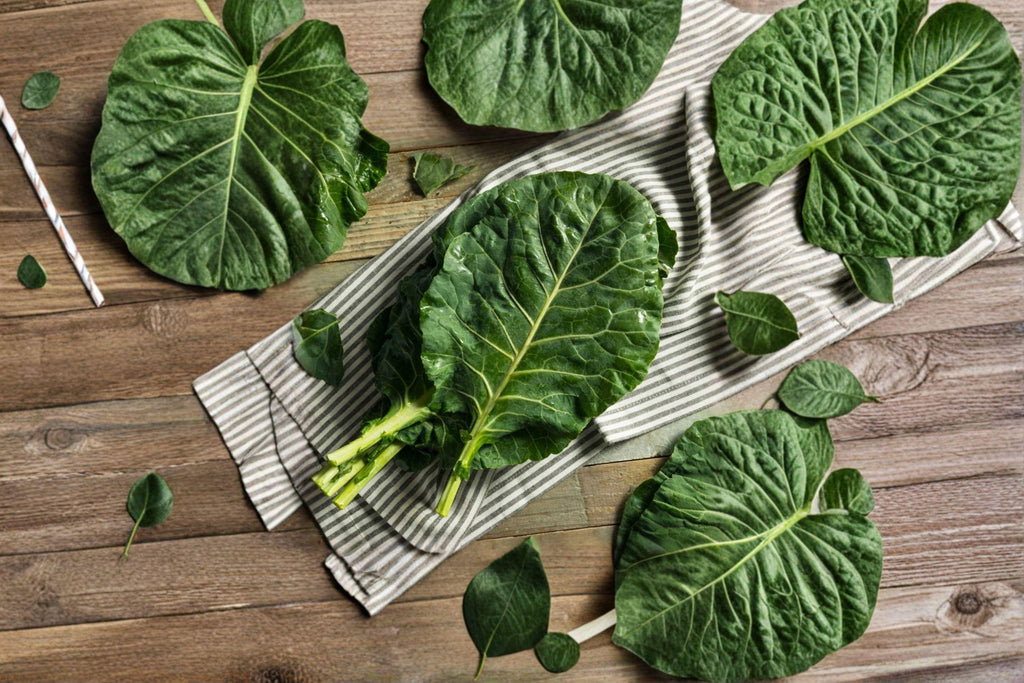 Collards – Champion 300 Seeds | Heirloom Southern Green | Cold & Heat Tolerant | Large Tender Leaves