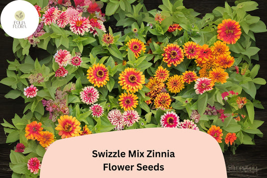 100+ Swizzle Mix Zinnia Seeds | Bright Annual Flower Seeds for Garden Planting | Easy Grow Cut Flowers, Pollinator Friendly