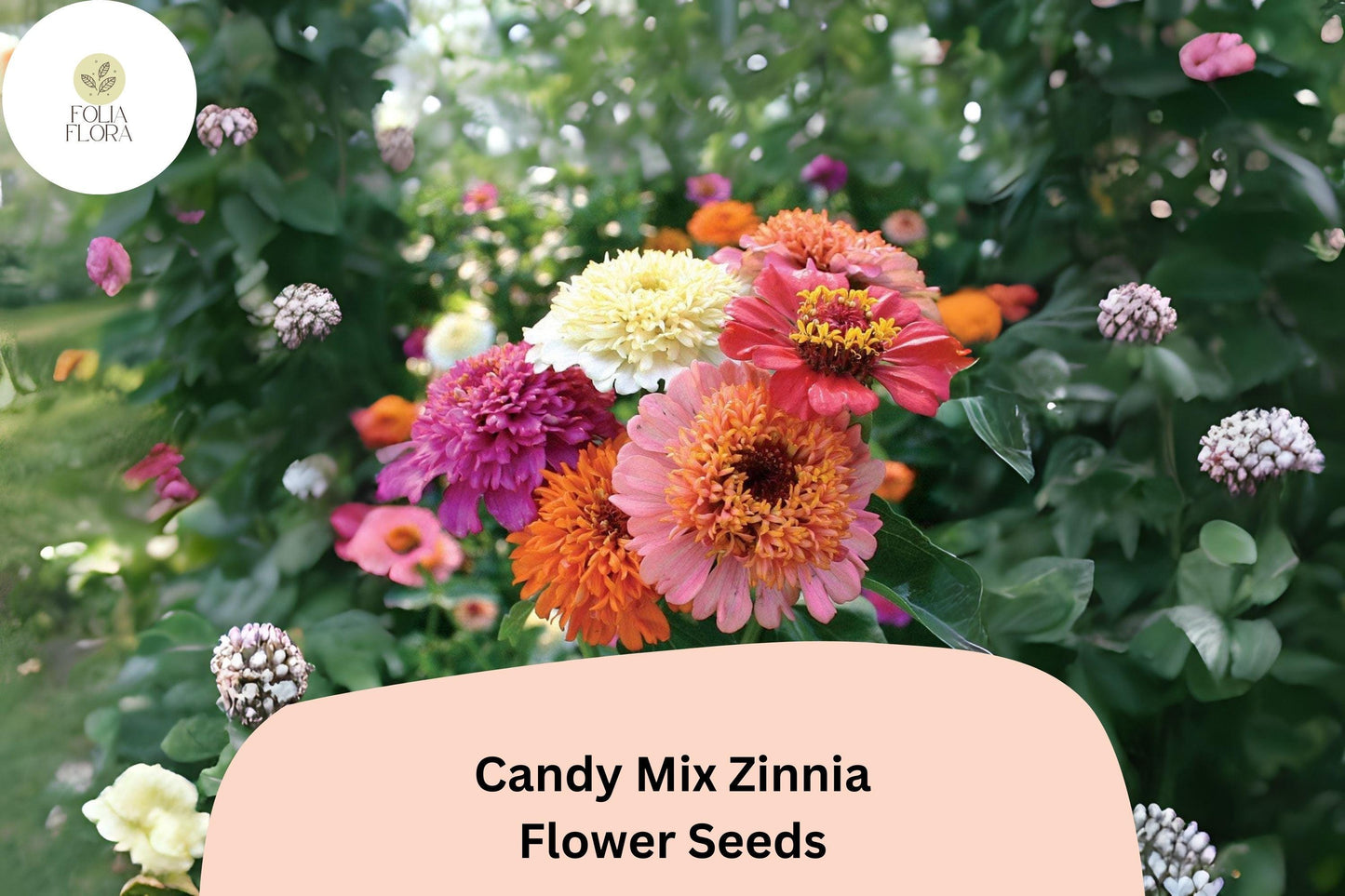 100+ Candy Mix Zinnia Seeds – Bright Multi-Color Blooms for Summer Gardens & Bouquets