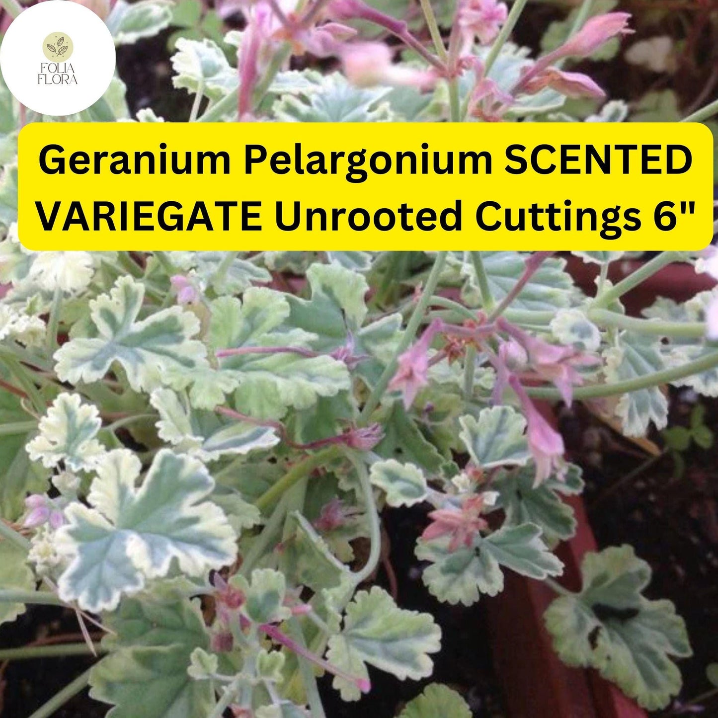 Geranium Pelargonium ‘Scented Variegated’ | 3 Live 6” Unrooted Cuttings | Fragrant, Easy-Care Flowering Plant, Unique Foliage