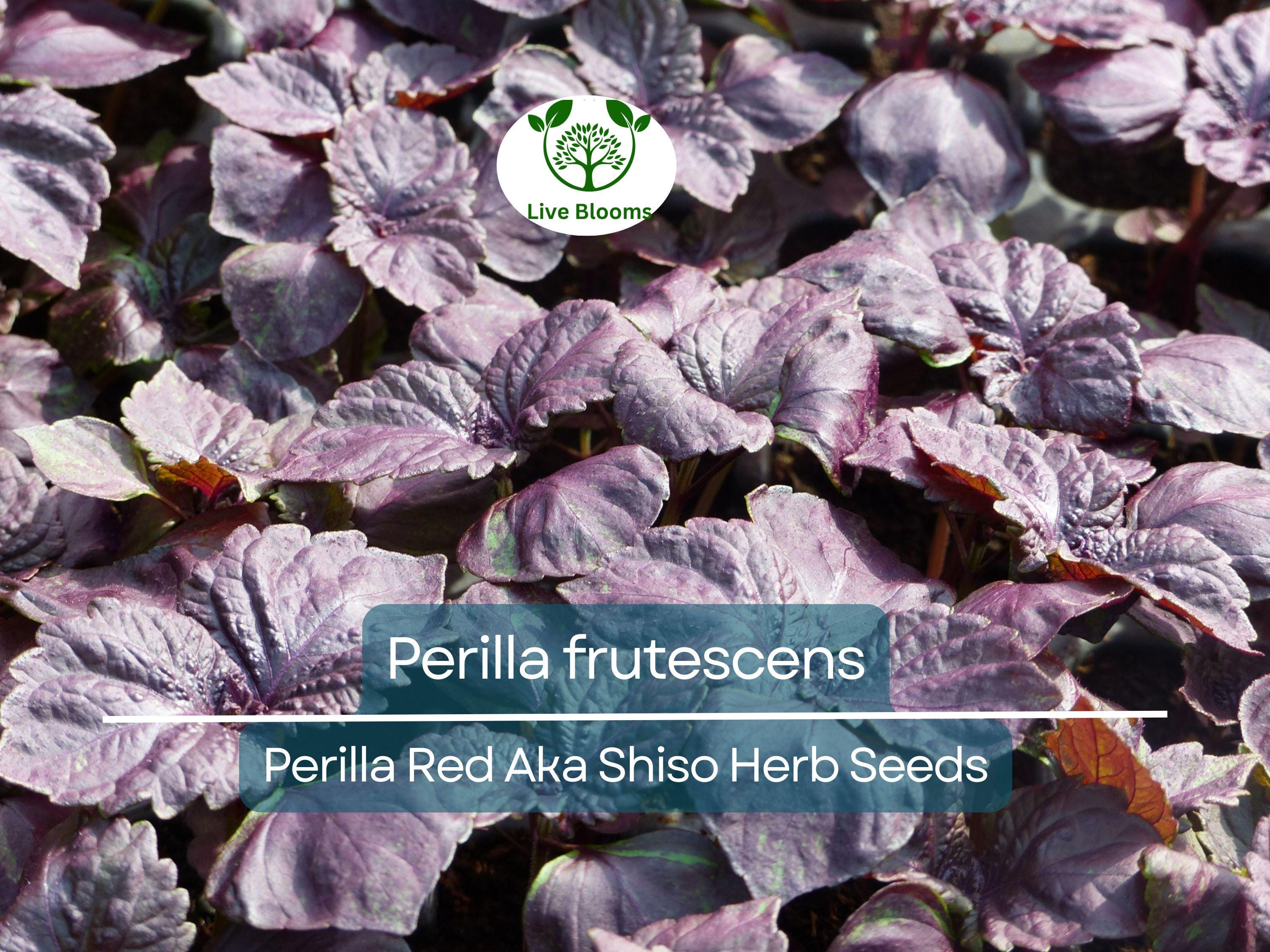 100 Seeds Perilla (Shiso) Red Aka Shiso Herb – Perilla frutescens | Heirloom Herb for Planting, Asian Cuisine