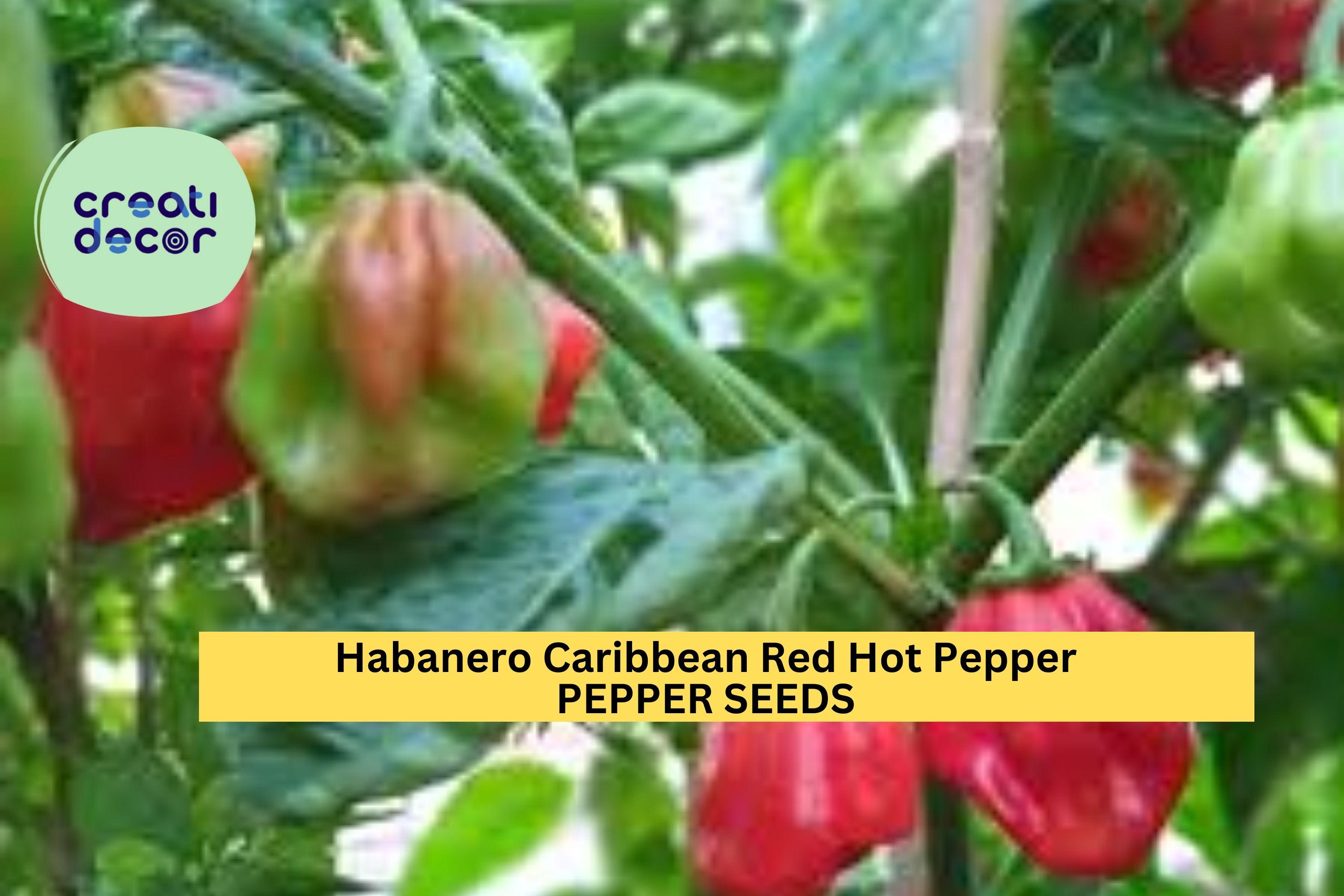 3pcs of 250mg Caribbean Red Habanero Pepper Seeds – Super Hot Chili for Spicy Lovers, Great for Salsas & Garden Growing Seeds for Planting