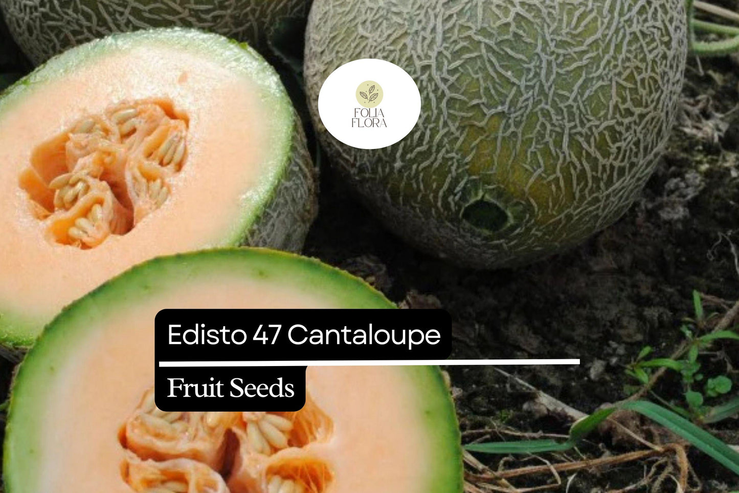 20 Seeds Edisto 47 Cantaloupe (Cucumis melo) – Sweet, Heat-Tolerant Heirloom Melon Variety