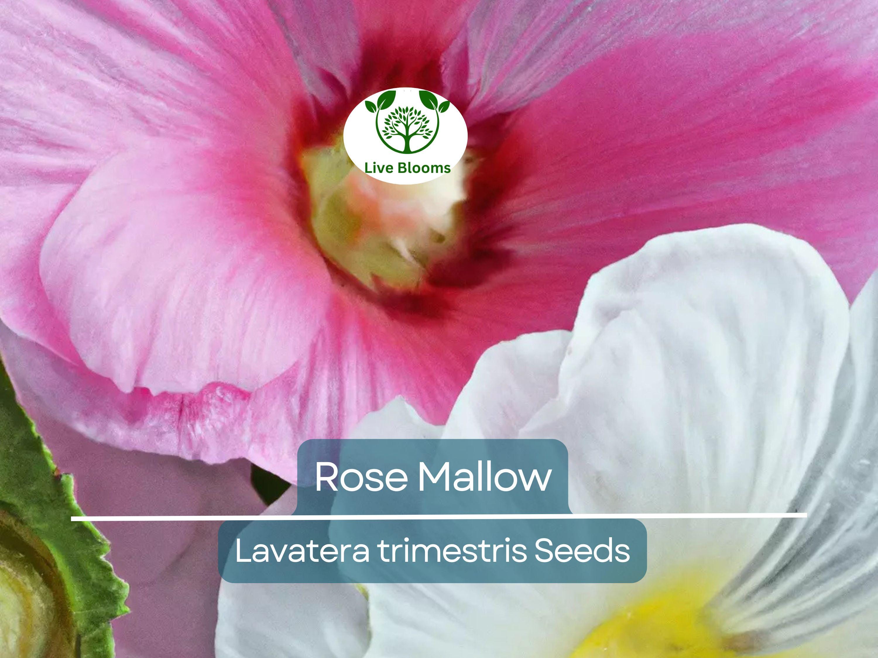 500 Rose Mallow Seed Mixed Colors - Lavatera trimestris, Bulk Flower Seeds, Vibrant Garden Blooms, Annual, Easy-to-Grow, Pollinator-Friendly