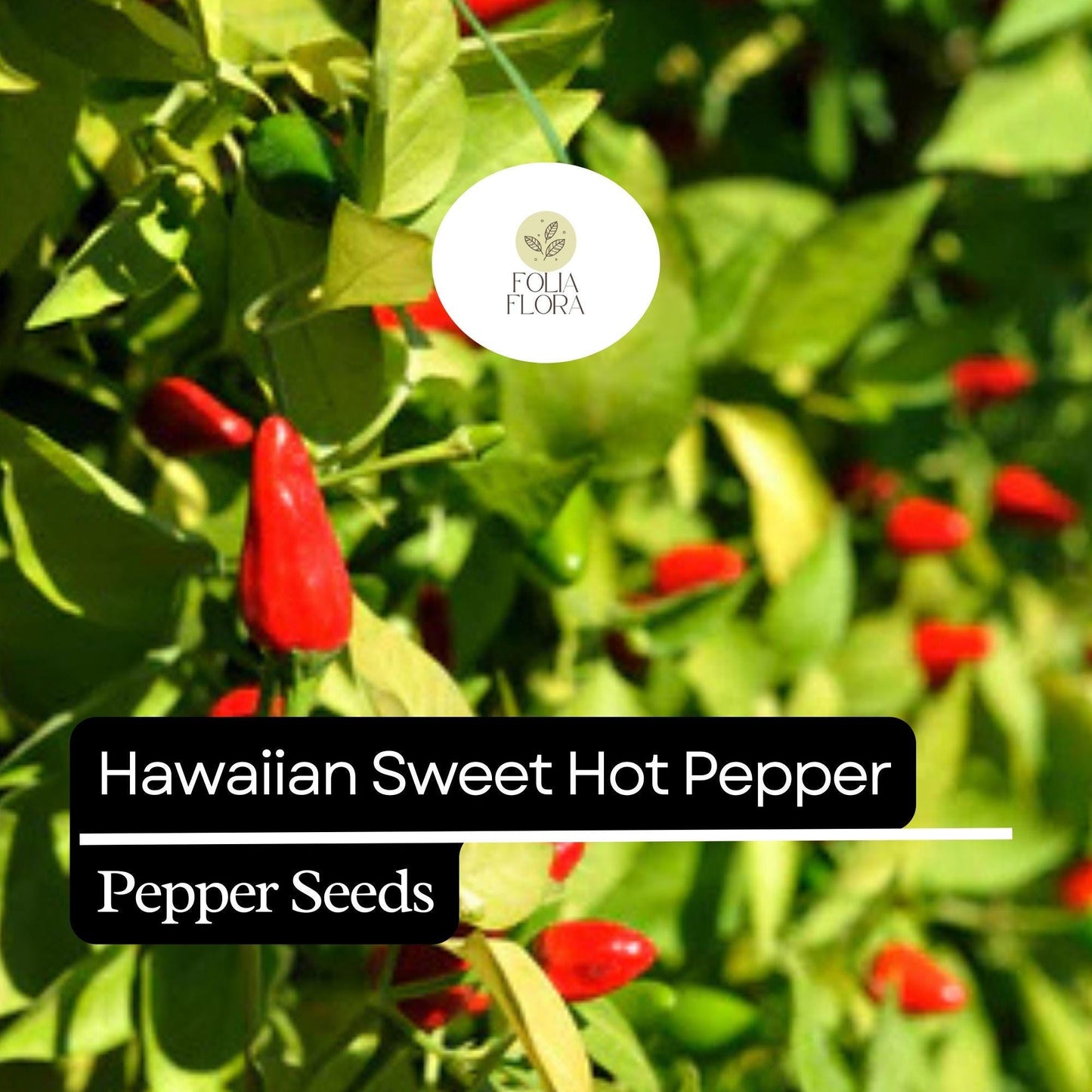 15 Hawaiian Sweet Hot Pepper Seeds – Heirloom, Spicy & Sweet, Non-GMO, High Yield