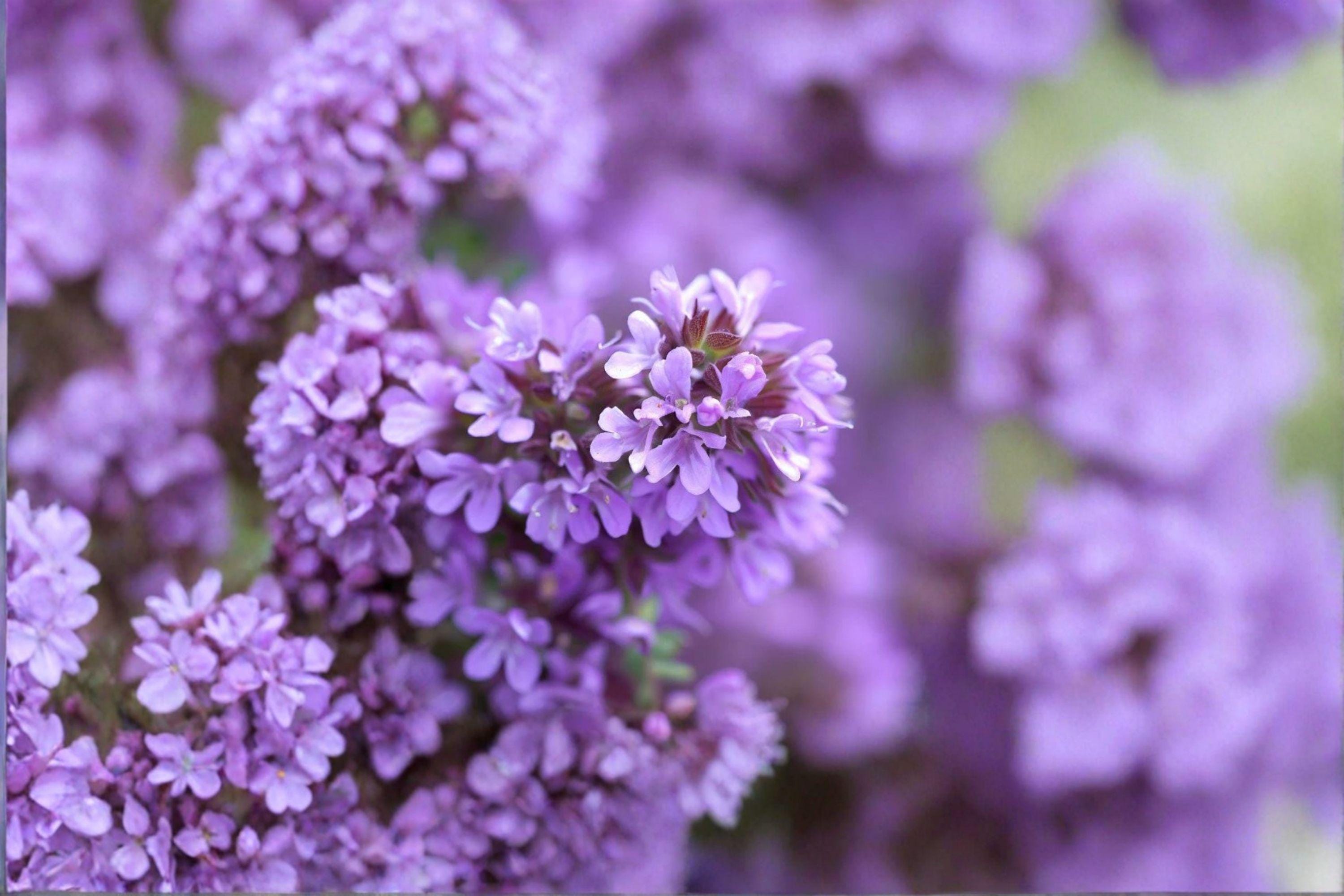 Wild Thyme – Thymus pulegioides 100 Seeds | Hardy Perennial Herb | Fragrant Ground Cover | Pollinator Friendly