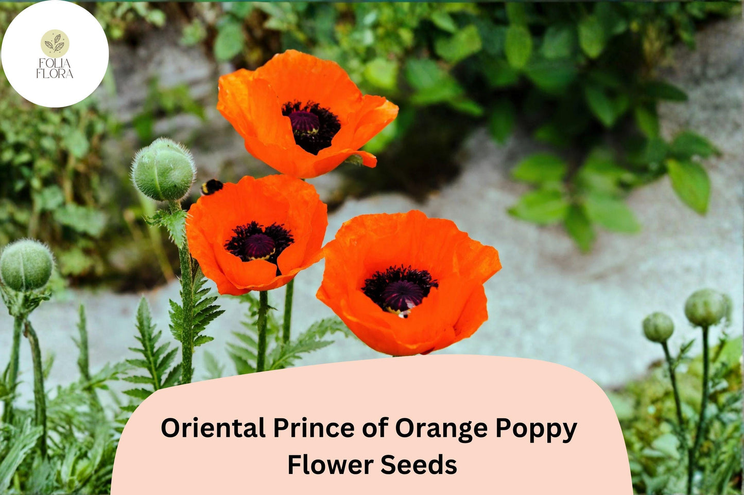 200+ Oriental Prince of Orange Poppy Seeds for Garden – Vibrant Orange Blooms, Easy to Grow Perennial Flowers