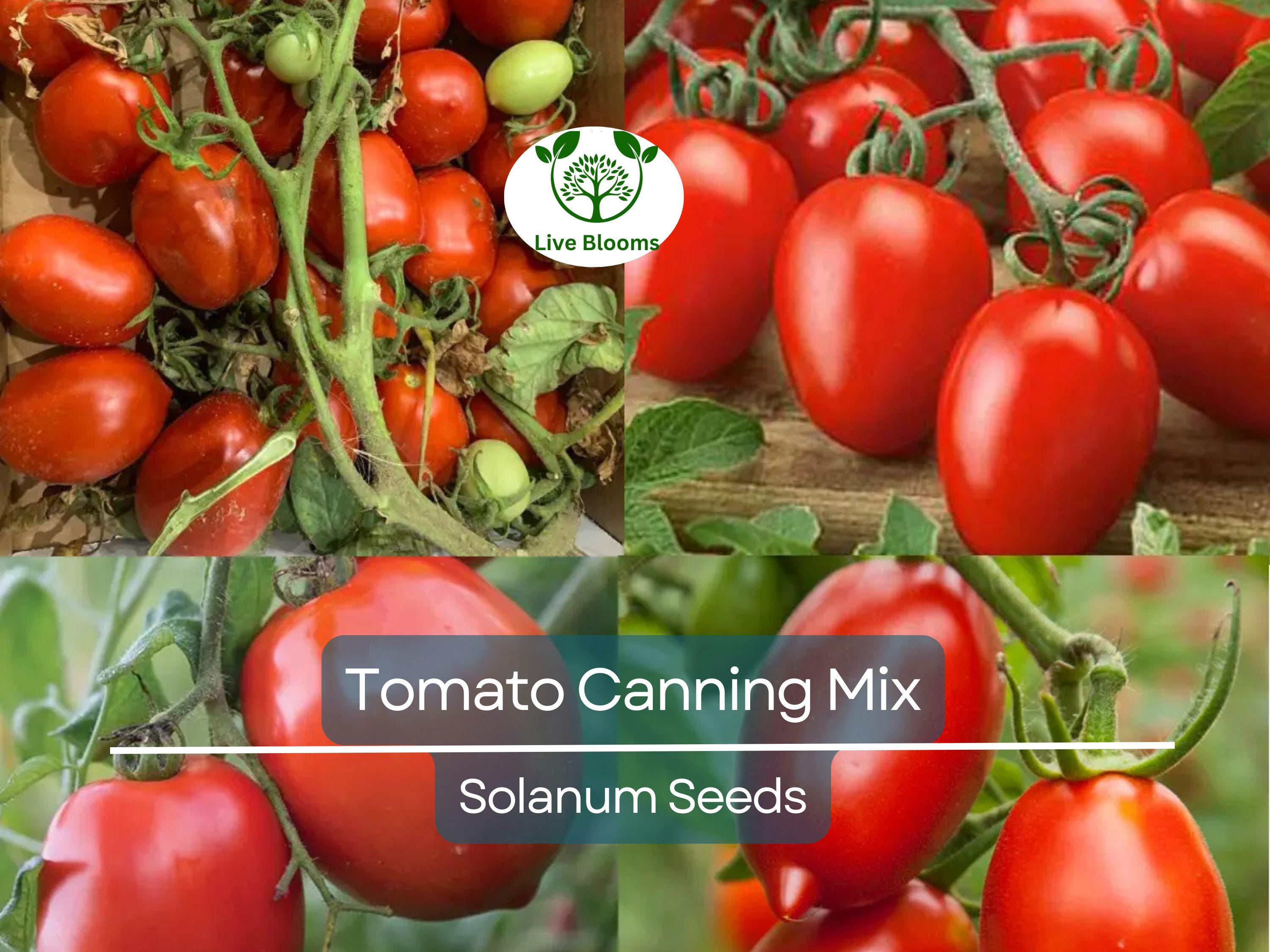 100 Tomato Seeds Mix - Heirloom Canning, Sauce & Paste Varieties | Indeterminate, Non-GMO, Lycopersicon esculentum, Garden Favorite