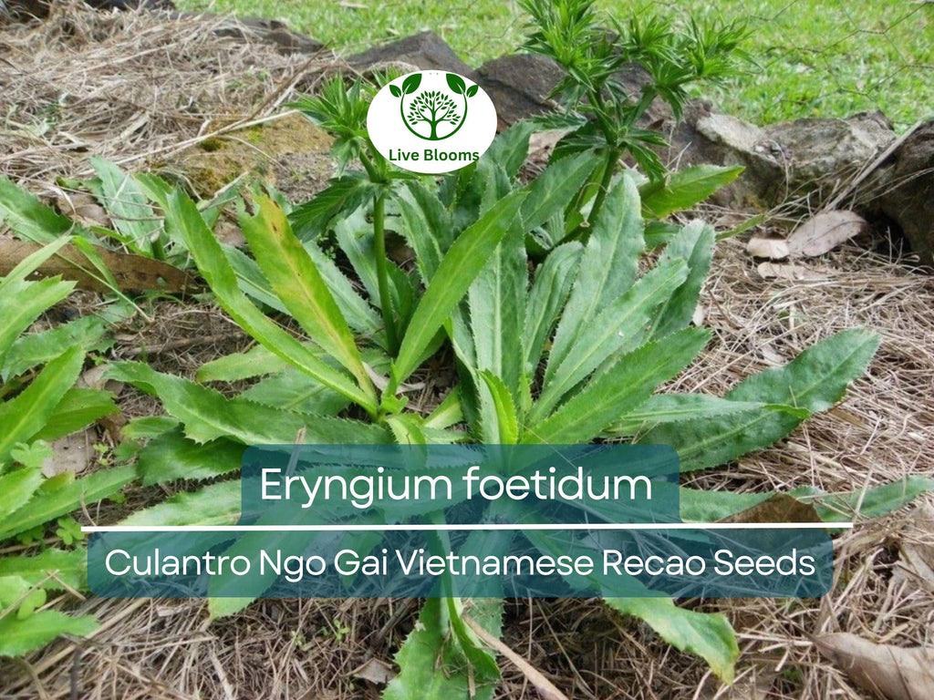 100 Seeds Culantro Ngo Gai - Eryngium foetidum | Vietnamese Recao for Planting | Heirloom Herb for Culinary Use & Garden