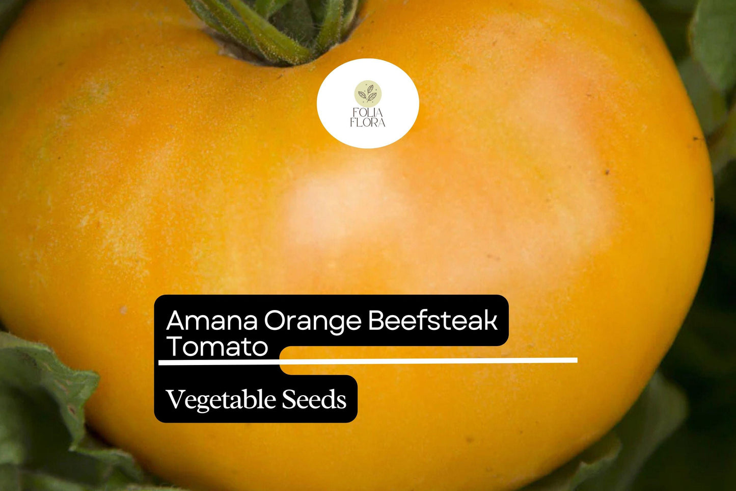 30 Amana Orange Tomato Seeds – Solanum lycopersicum – Heirloom Beefsteak, High-Yielding, Perfect for Slicing